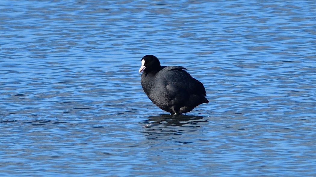 Eurasian Coot