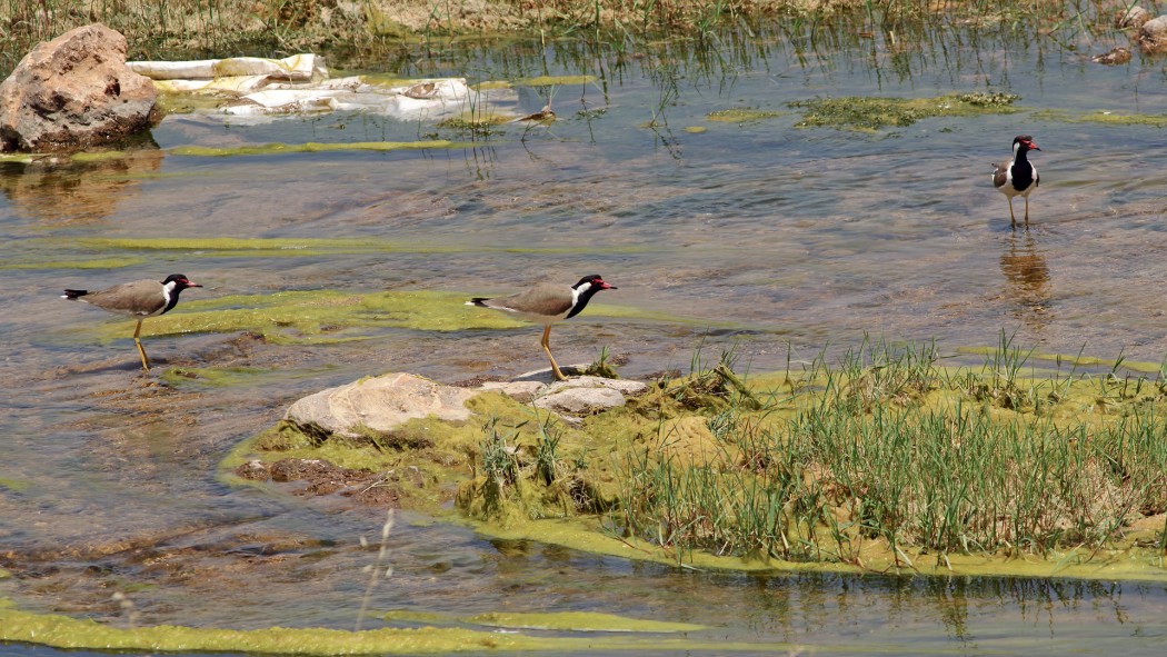 Red-wattled Lapwing