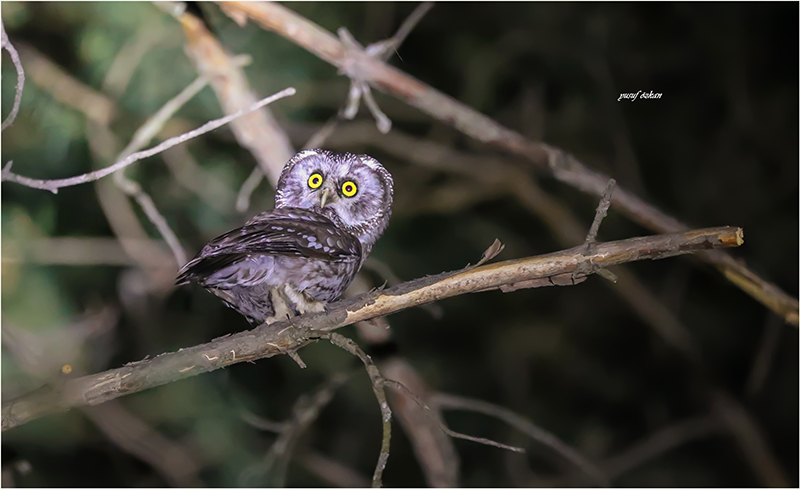 Boreal Owl