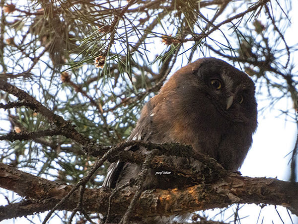 Boreal Owl