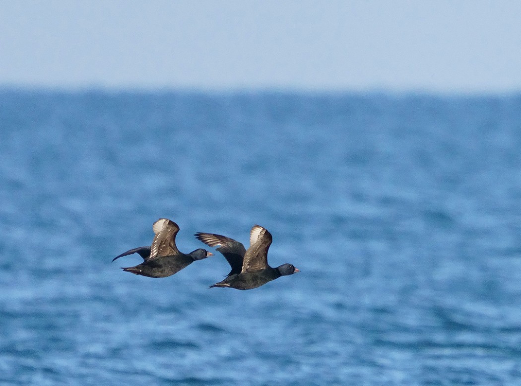Common Scoter