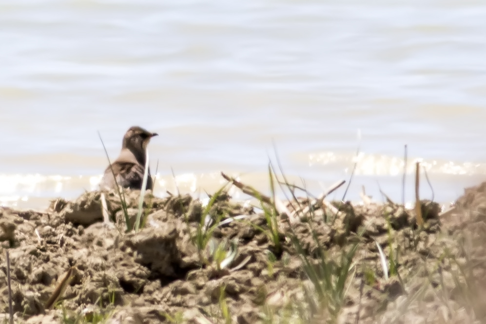 Collared Pratincole