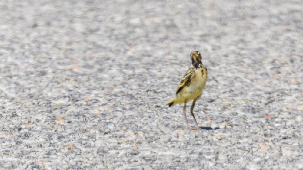 Tawny Pipit