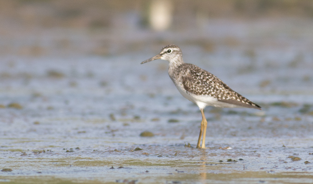 Wood Sandpiper