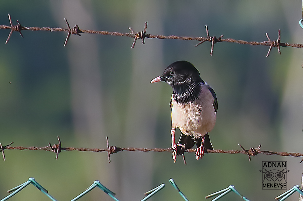 Rosy Starling