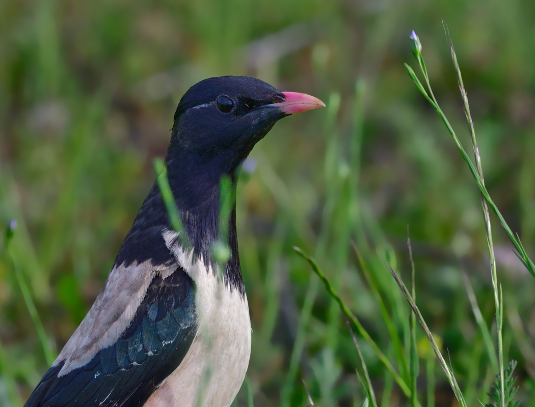 Rosy Starling