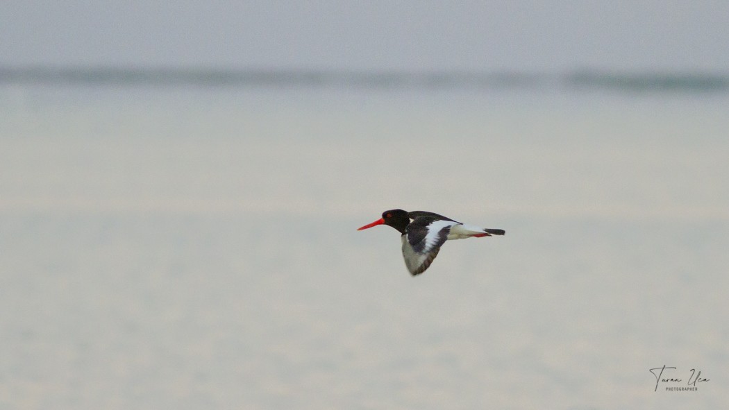 Eurasian Oystercatcher