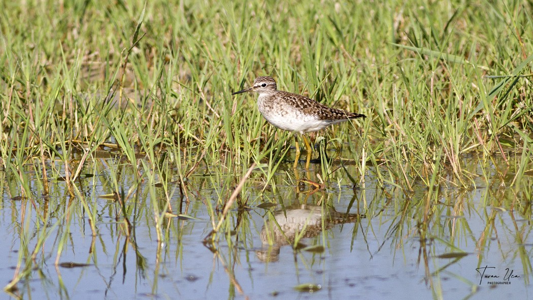 Wood Sandpiper