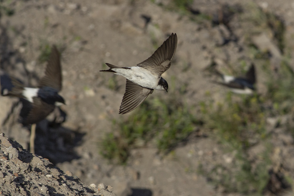 Western House Martin