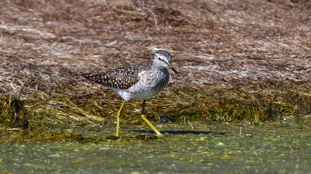 Wood Sandpiper