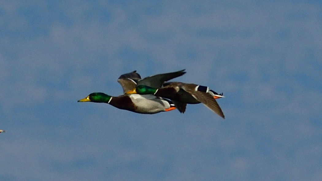 Mallard