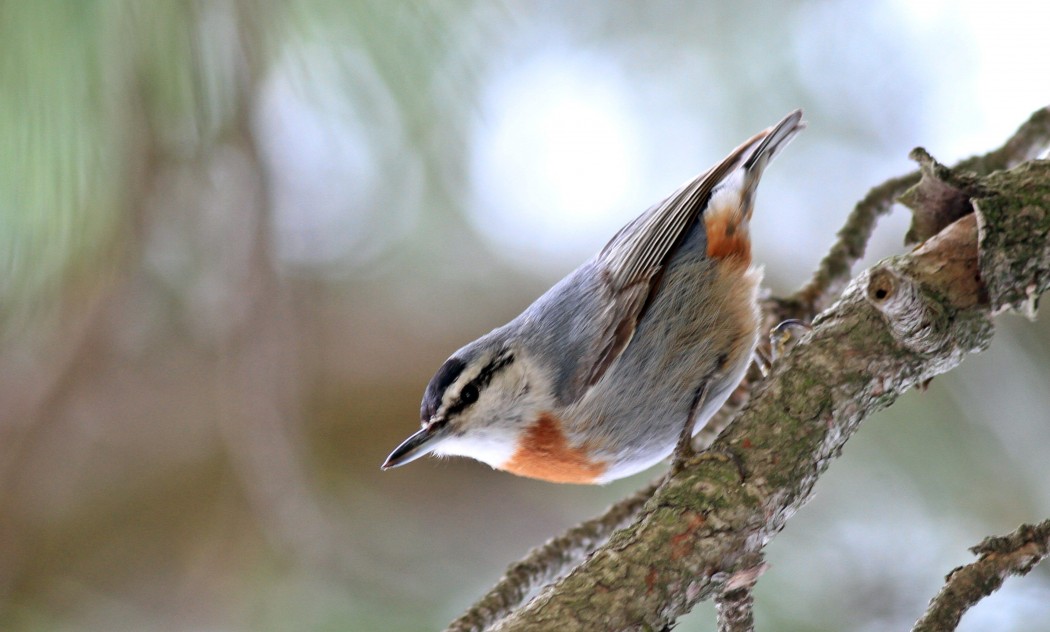 Krüper`s Nuthatch