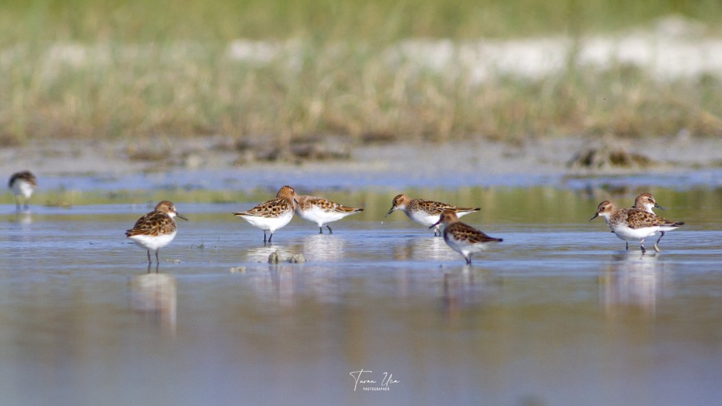 Little Stint