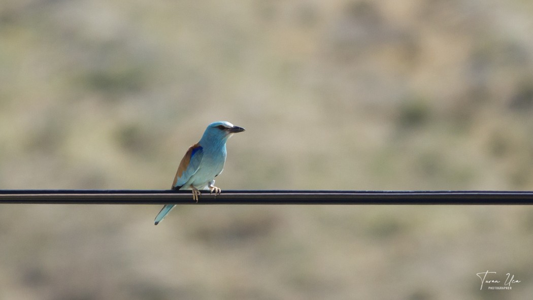 European Roller