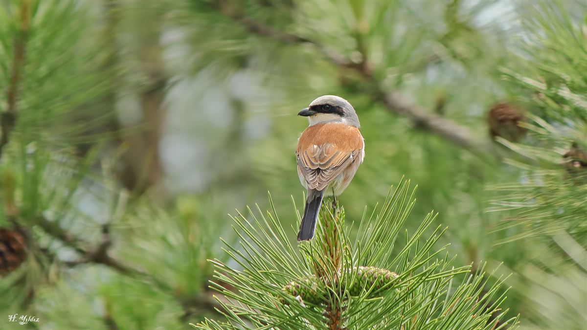 Red-backed Shrike