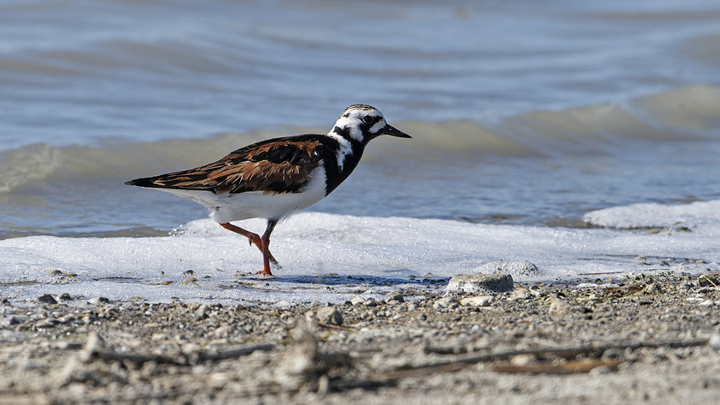 Ruddy Turnstone