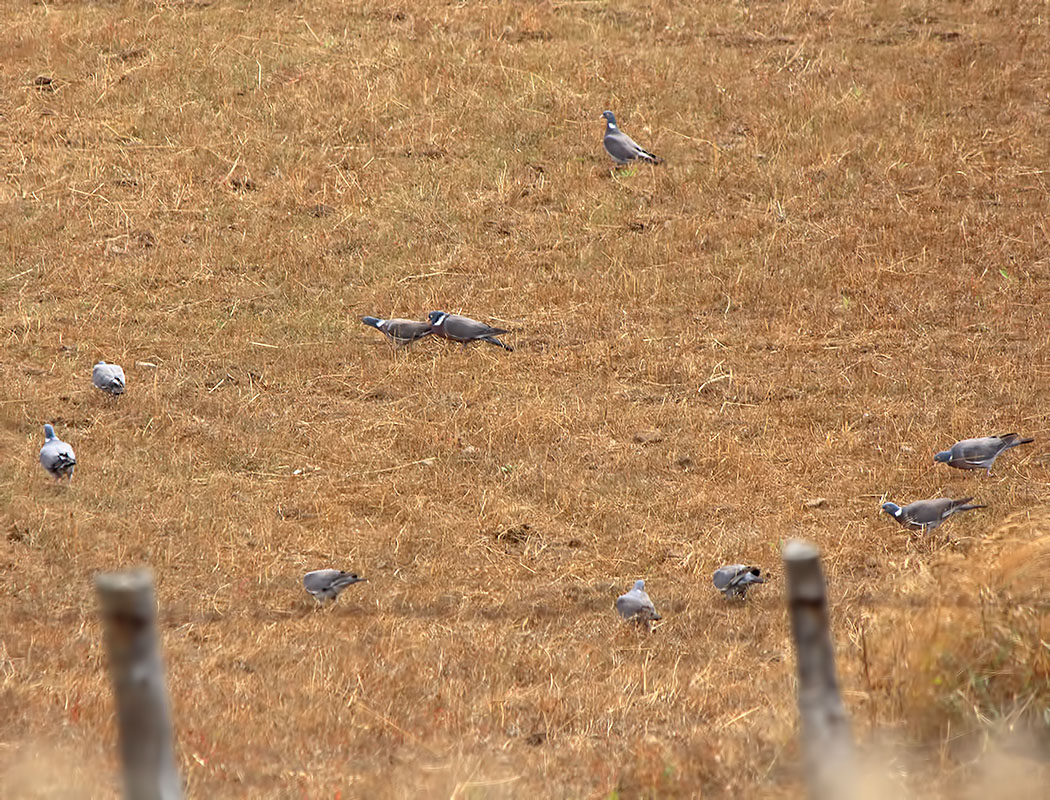 Common Wood Pigeon