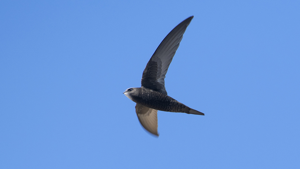 Common Swift