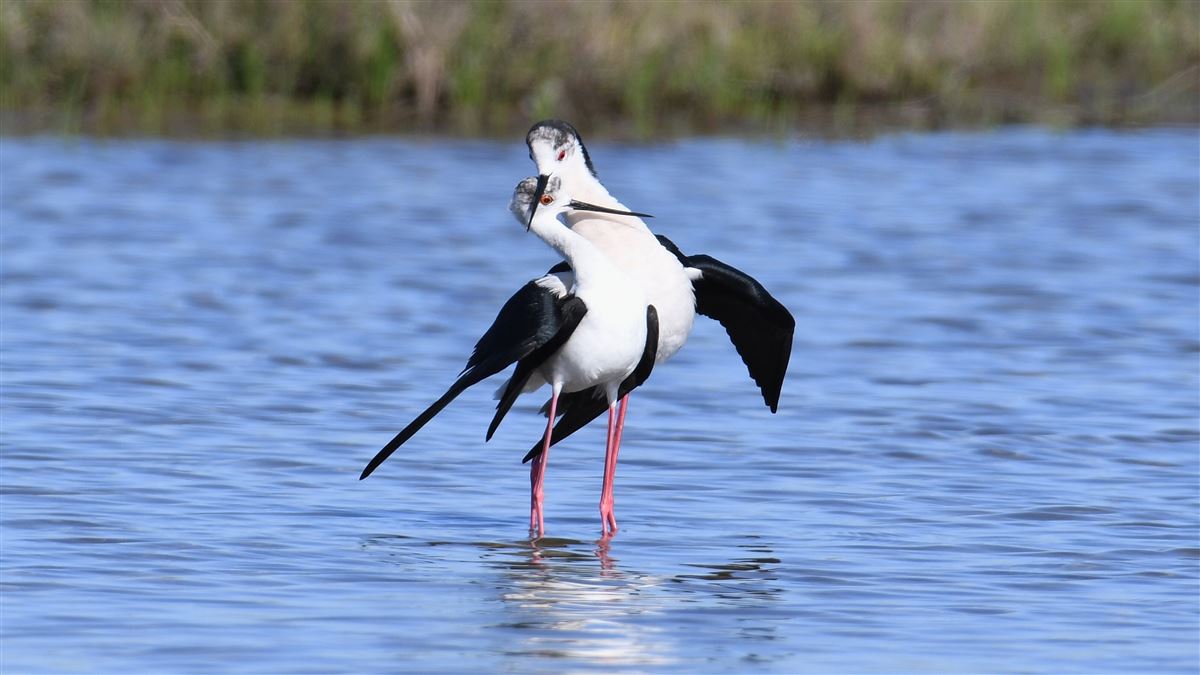 Black-winged Stilt