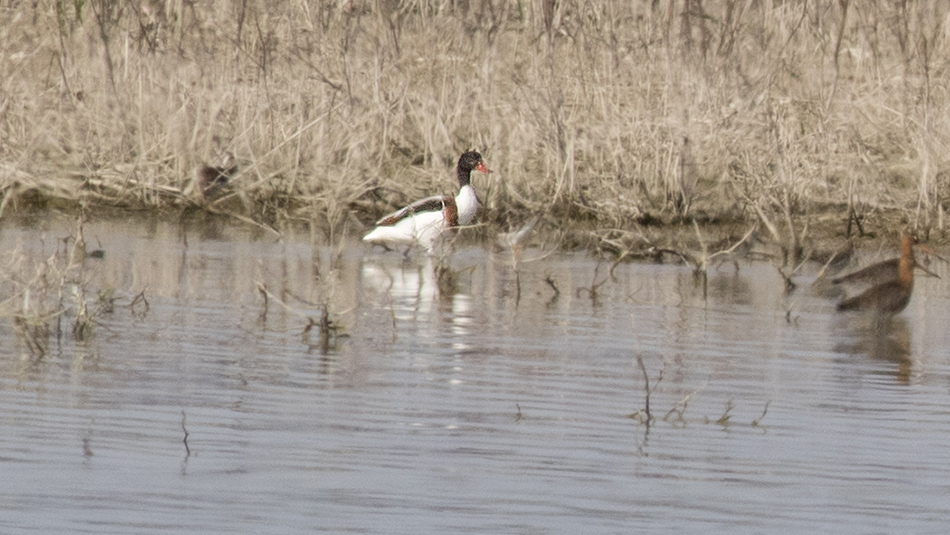 Common Shelduck