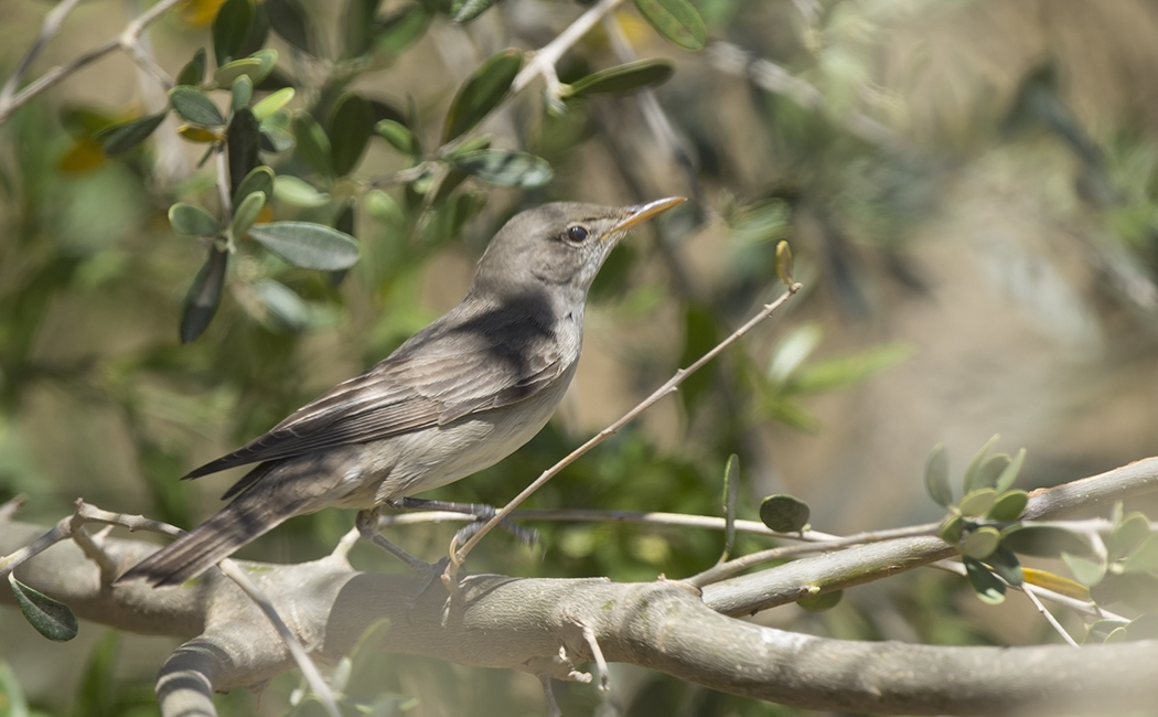 Olive-tree Warbler