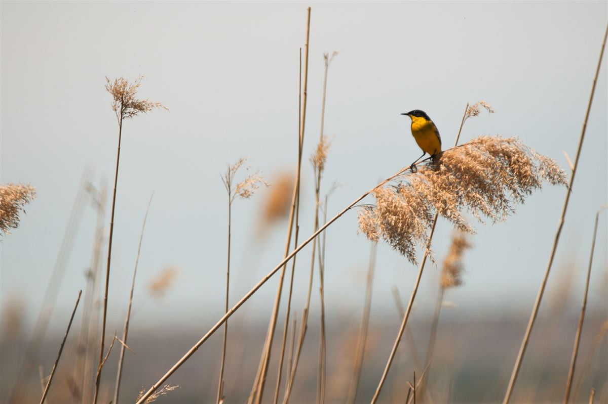 Western Yellow Wagtail