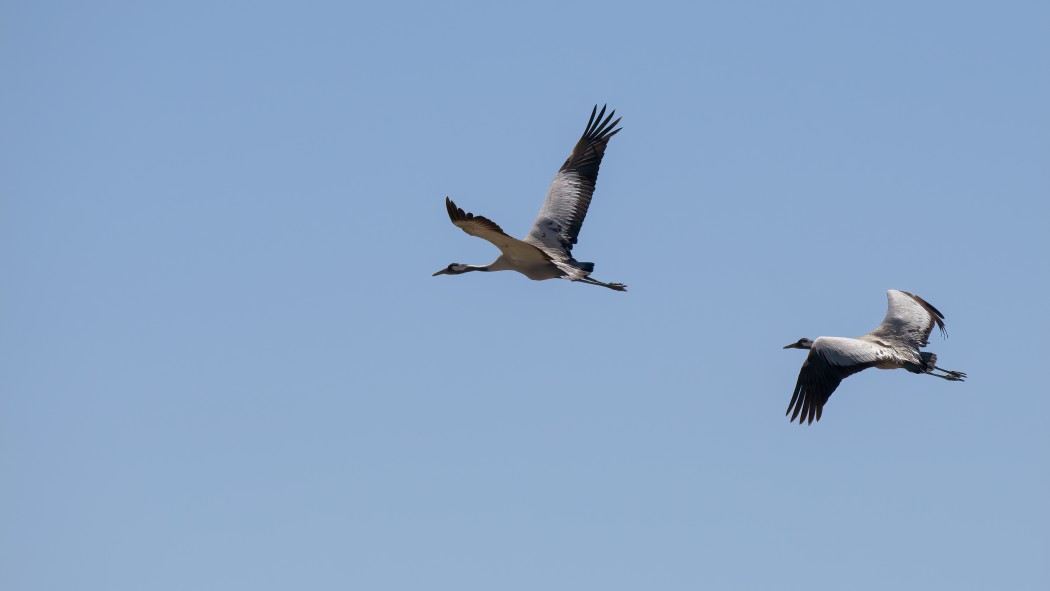 Common Crane