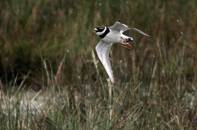 Common Ringed Plover