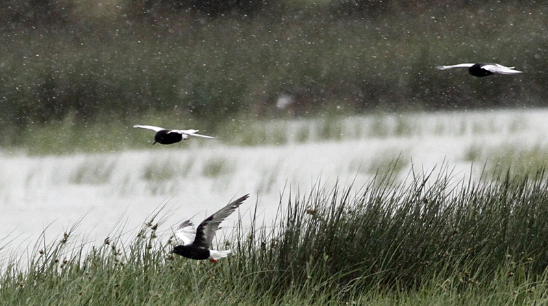 White-winged Tern