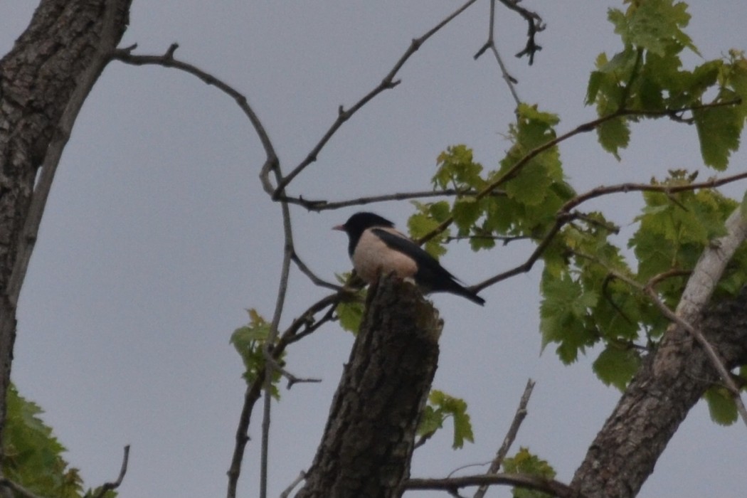 Rosy Starling