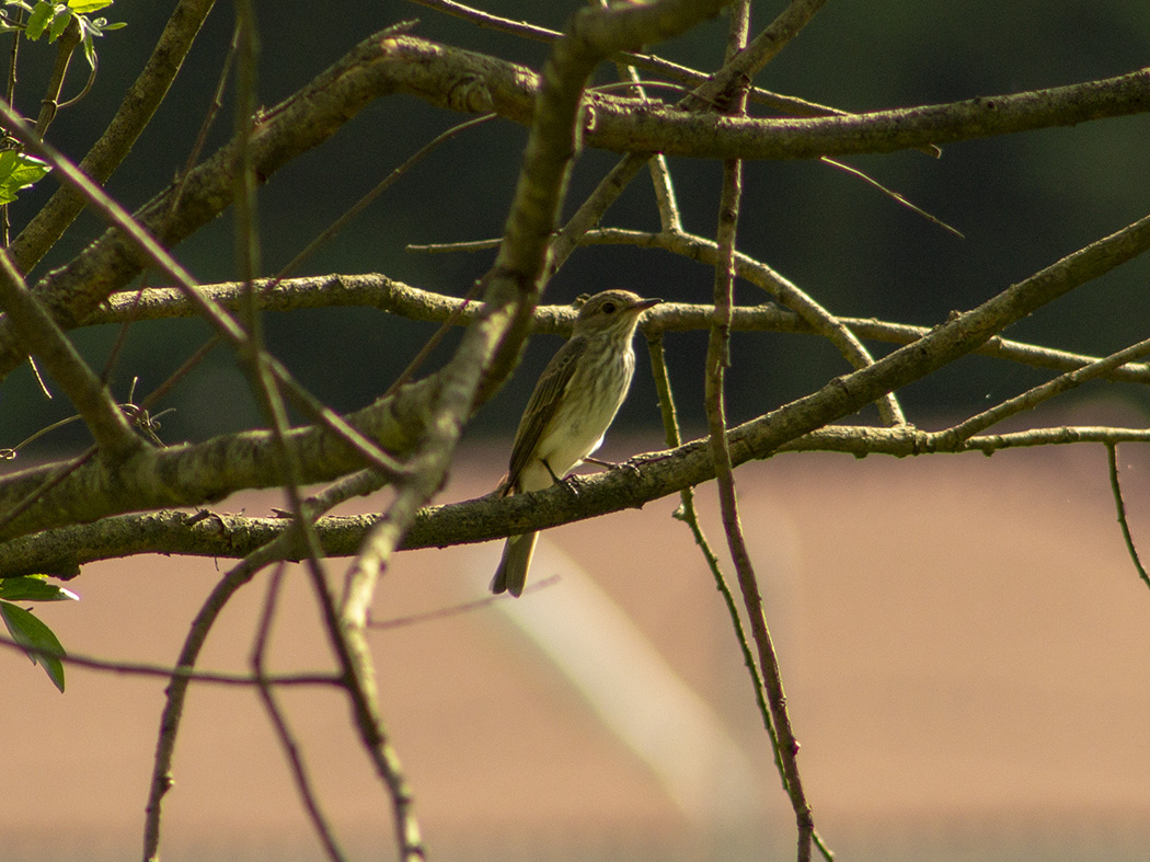 Spotted Flycatcher