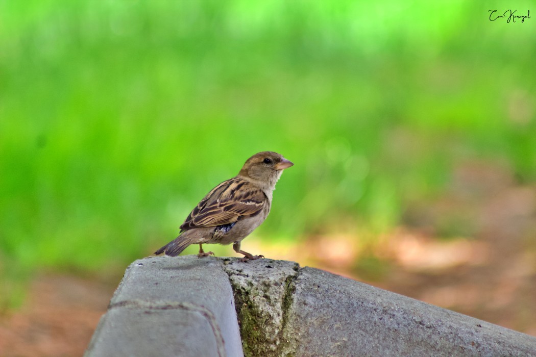 House Sparrow
