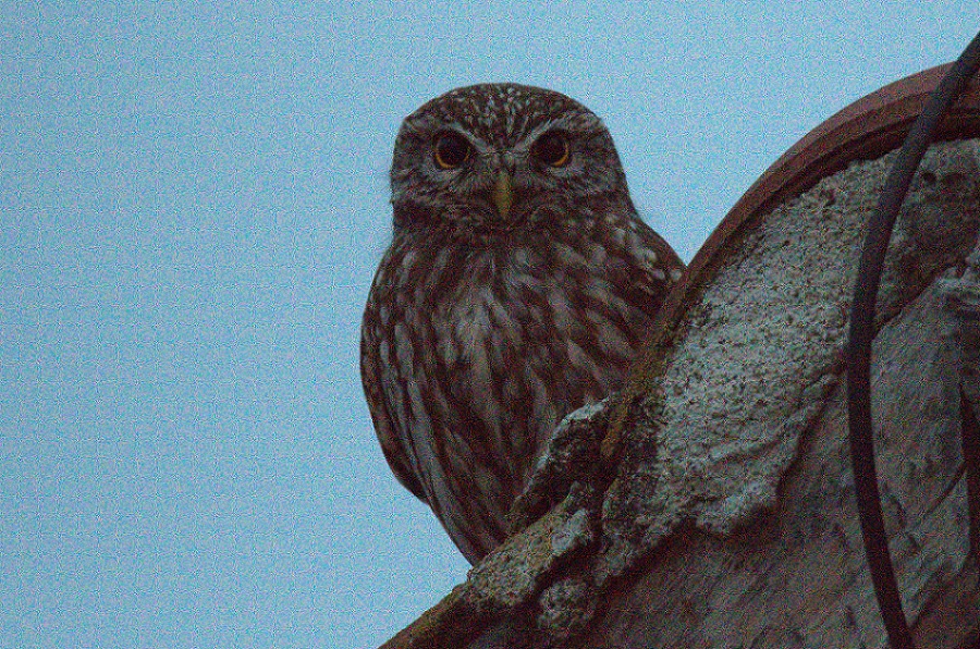 Little Owl