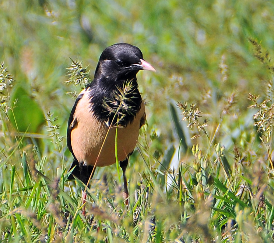 Rosy Starling