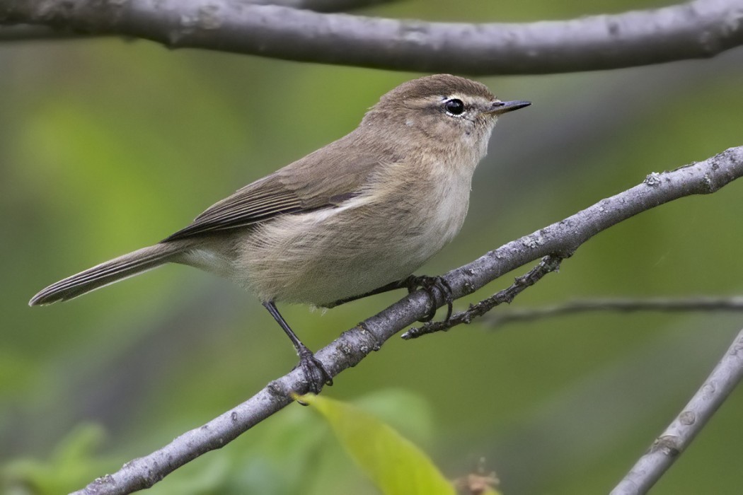 Mountain Chiffchaff