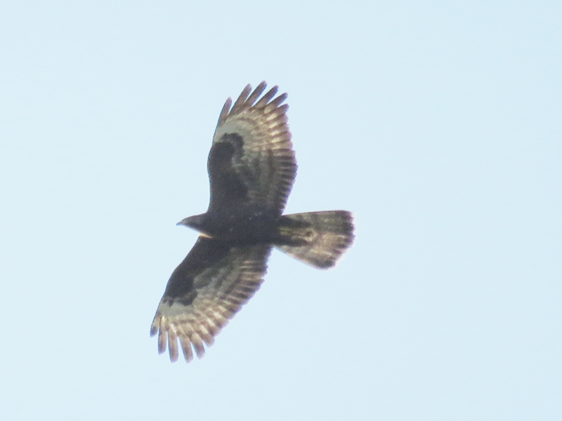 European Honey Buzzard