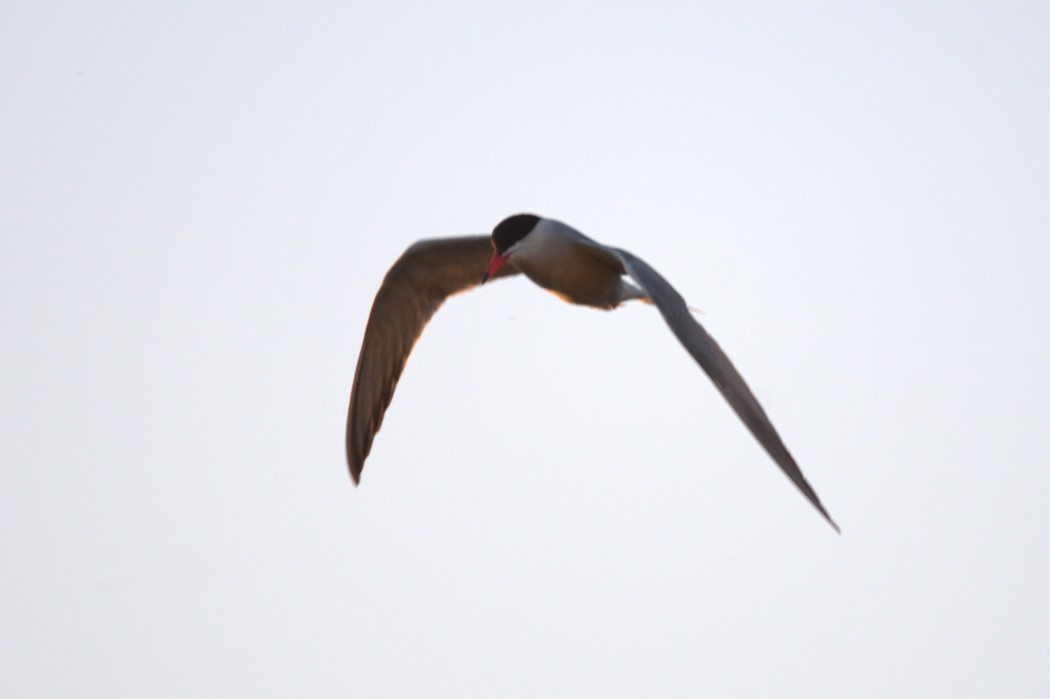 Common Tern