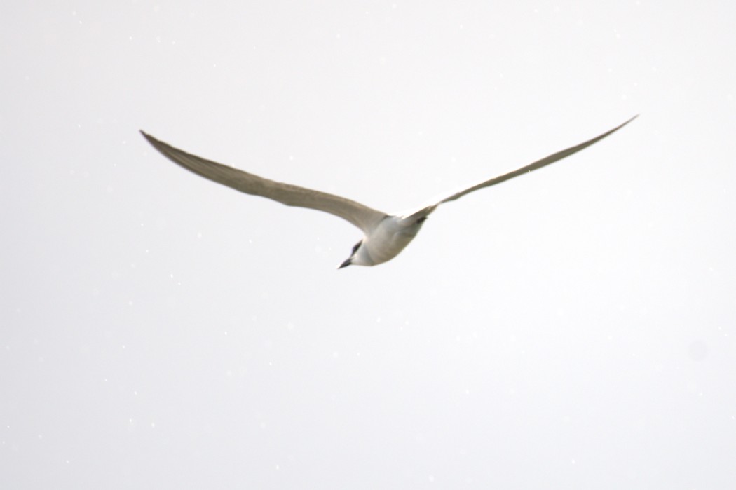 Gull-billed Tern