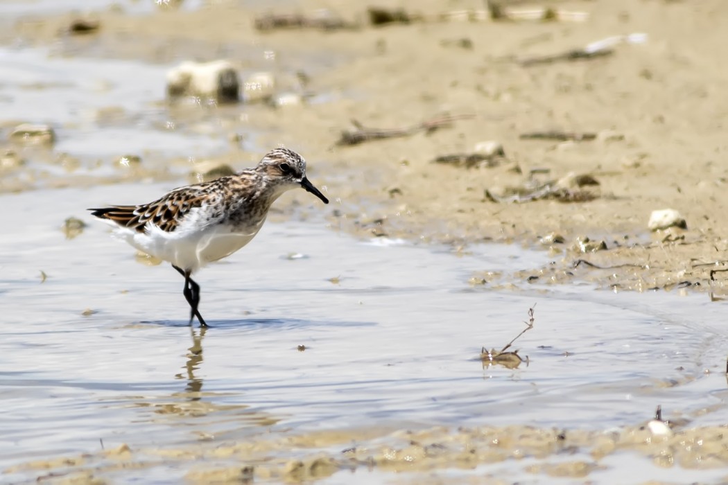 Little Stint