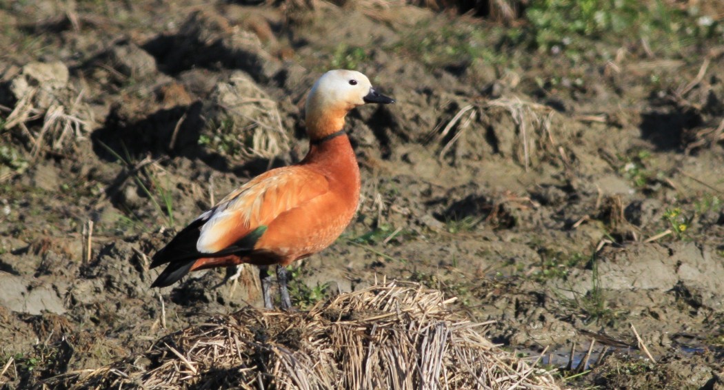Ruddy Shelduck