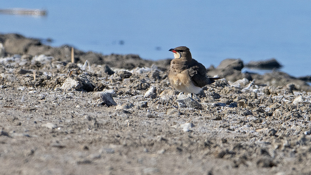 Collared Pratincole