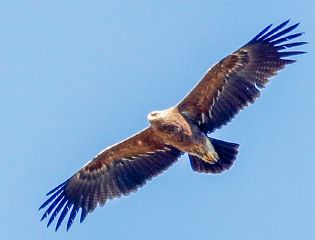 Eastern Imperial Eagle