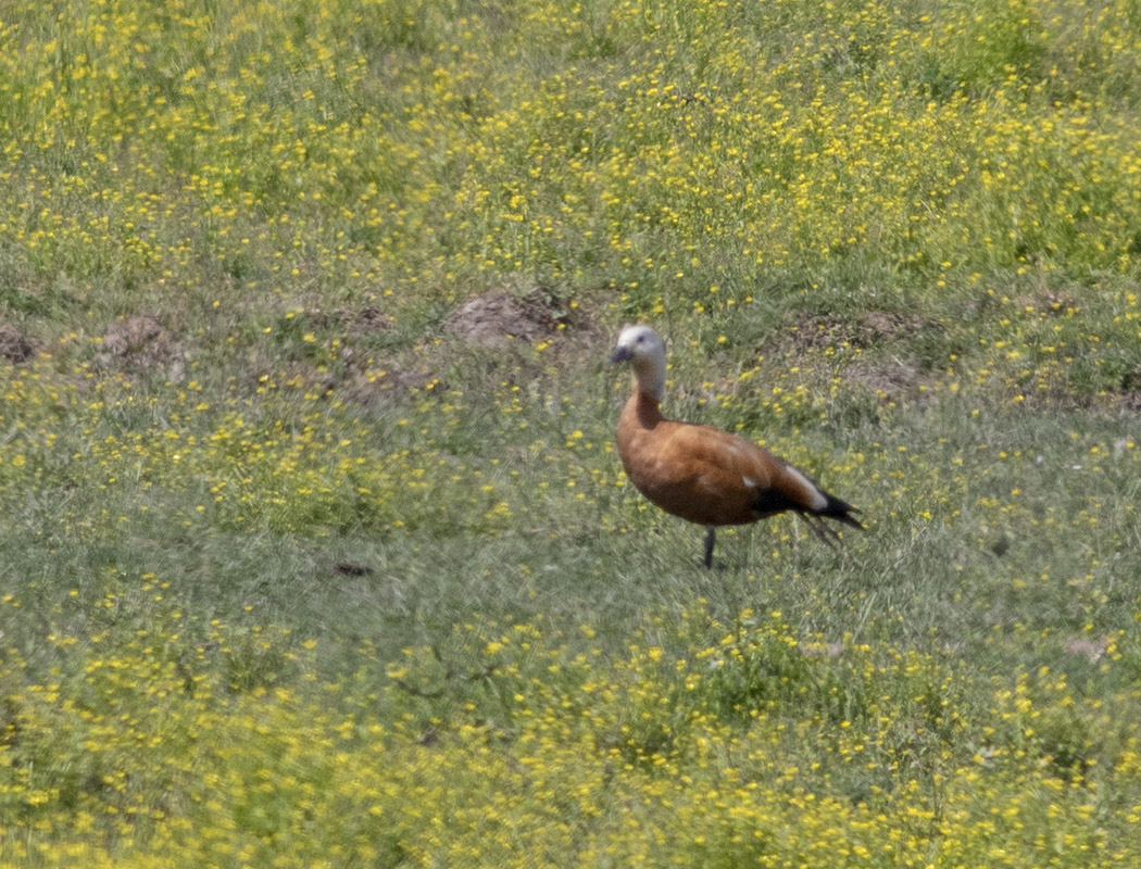 Ruddy Shelduck