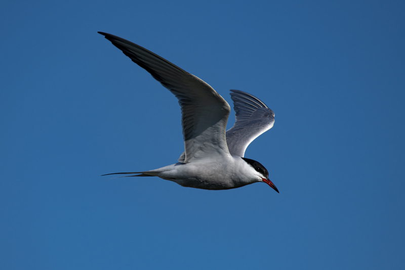 Common Tern