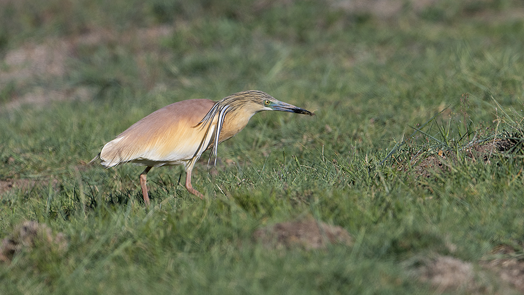 Squacco Heron