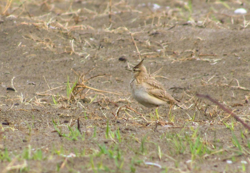 Crested Lark