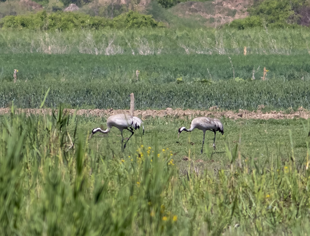 Common Crane