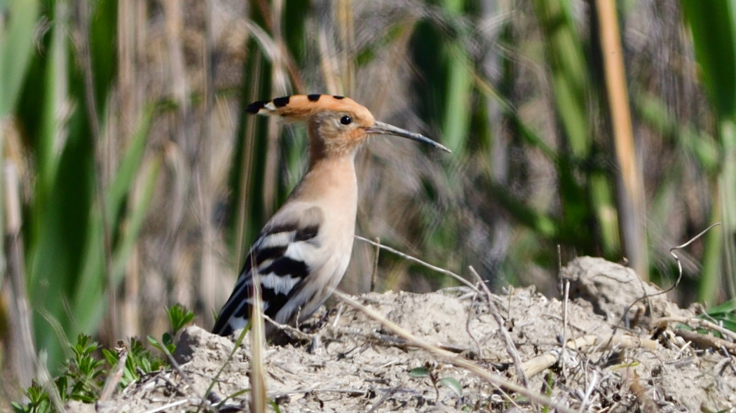 Common Hoopoe