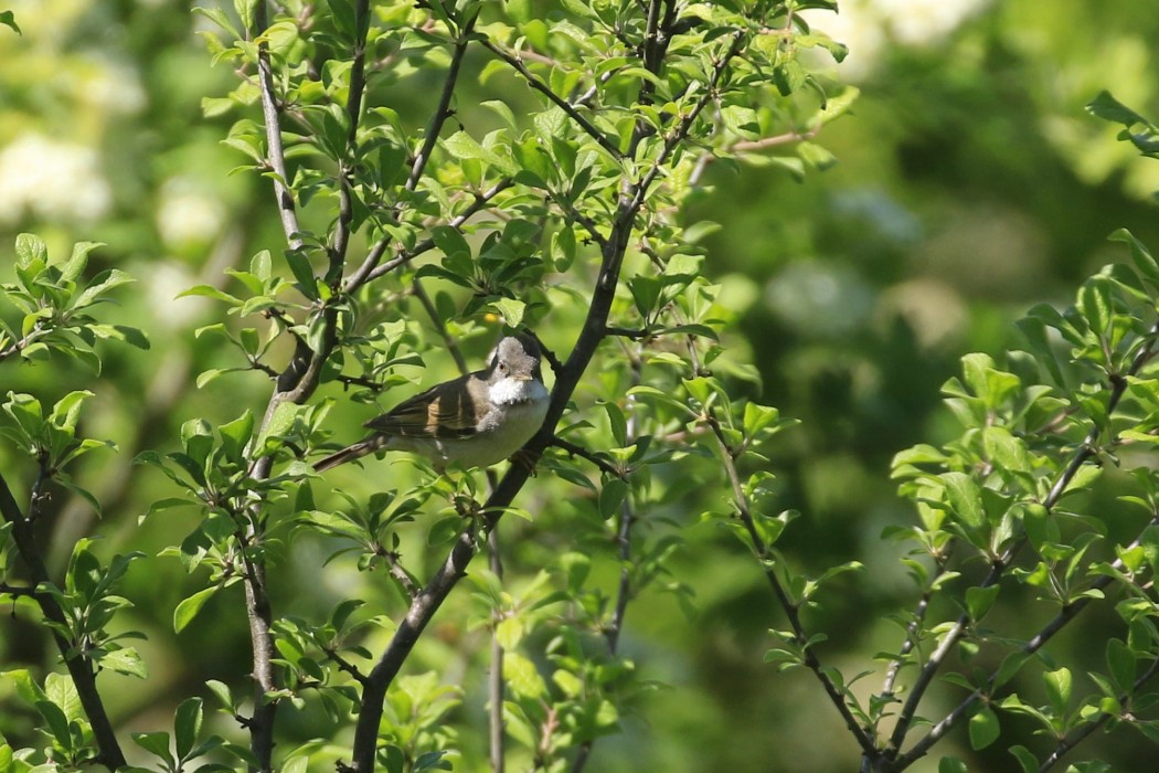 Common Whitethroat