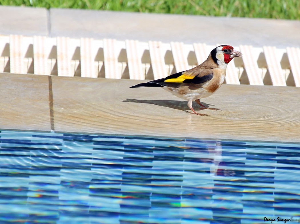 European Goldfinch